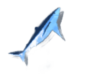 Blue Shark