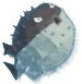 Pufferfish