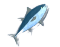 Tuna