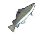 Cod