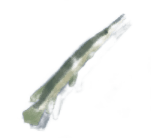 Gar