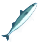 Mackerel