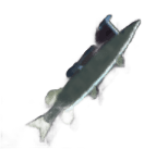 Pike