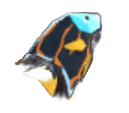 Angelfish