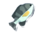 Bluegill
