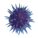 Sea Urchin