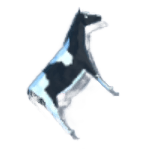 Seahorse