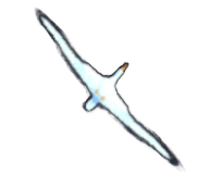 Albatross