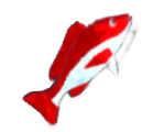 Red Snapper