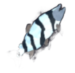 Tigerfish