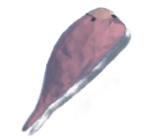 Blobfish