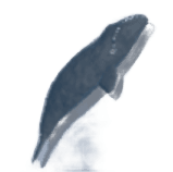 Bowhead Whale