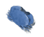 Rock Crab