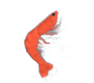 Shrimp
