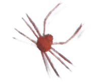 Spider Crab